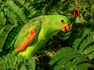 Red-winged Parrot - Aprosmictus erythropterus in Australia