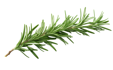 Fresh Green Rosemary Sprig With Detailed Leaves On White Background