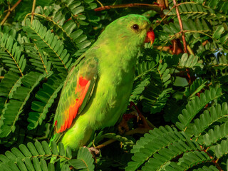 Red-winged Parrot - Aprosmictus erythropterus in Australia