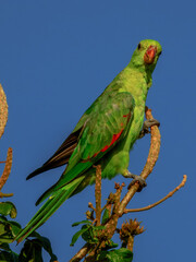 Red-winged Parrot - Aprosmictus erythropterus in Australia