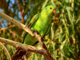 Red-winged Parrot - Aprosmictus erythropterus in Australia