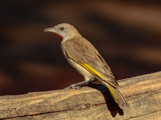 Rufous-throated Honeyeater - Conopophila rufogularis in Australia