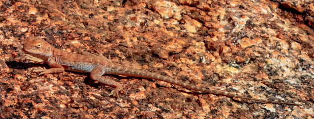 Slater's Ring-tailed Dragon (Ctenophorus slateri) in Australia
