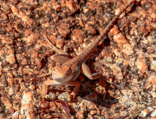 Slater's Ring-tailed Dragon (Ctenophorus slateri) in Australia