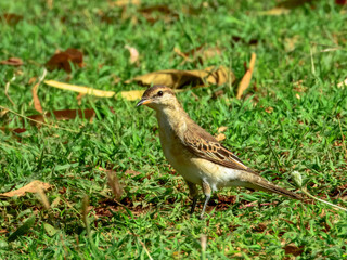 White-winged Triller - Lalage tricolor in Australia