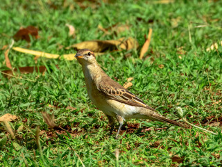 White-winged Triller - Lalage tricolor in Australia