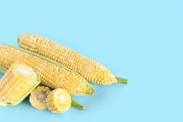 Fresh corn cobs on blue background