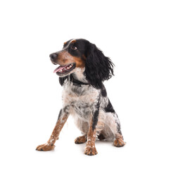 Cute cocker spaniel sitting on white background