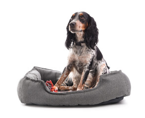 Cute cocker spaniel with toy sitting in pet bed on white background