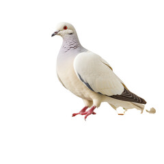 Obraz premium White Dove Perched On A Branch With Green Leaves On A White Background