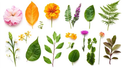 A beautiful collection of diverse flowers and leaves, showcasing a vibrant array of colors, shapes, and textures.