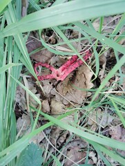Mushrooms in the forest 