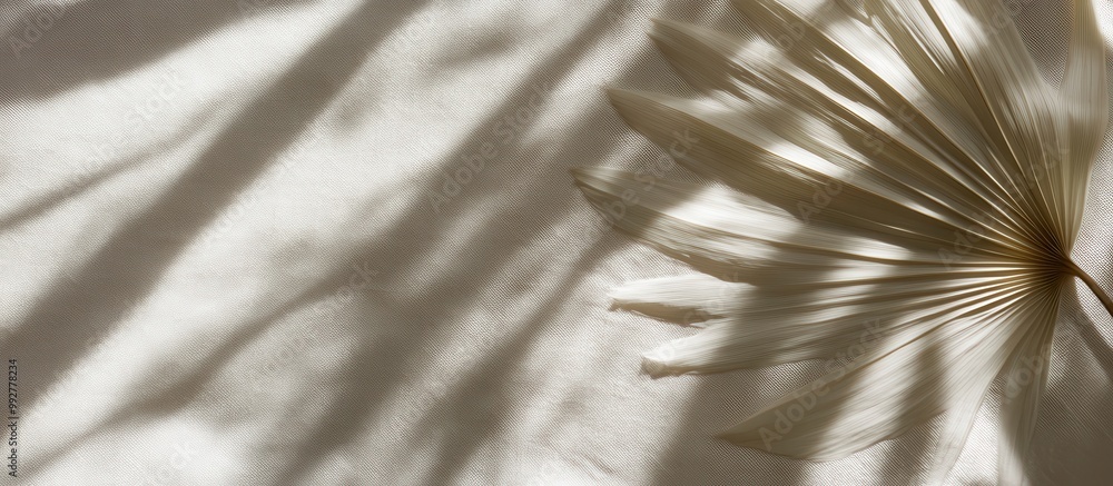 Poster the image features intricate shadows of palm fronds cast on a textured surface, creating a serene an