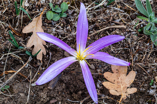 Detail of the flower of Colchicum montanum, Merendera pyrenaica. False meadow saffron, false autumn crocus, meadow saffron.