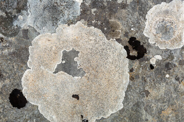 Aspicilia cinerea. Cinder lichen, on limestone rock.
