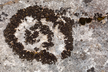 Collema cristatum. Black foliaceous lichen on limestone rock.