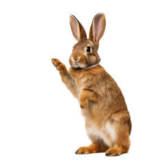 Obraz premium Adorable Brown Rabbit Standing On Hind Legs Isolated Against White Background