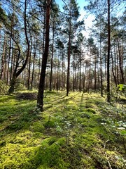 forest landscape on a sunny day
