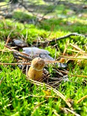 Golden boletus - a rare noble mushroom