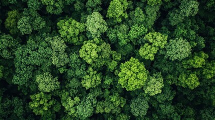 Naklejka premium Clean energy projects in reforested areas, utilizing renewable resources for sustainable development are essential for a greener future.