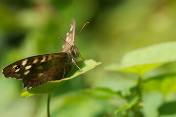 Low angle closeup on the Brown speckled wood butterfly with spread wings
