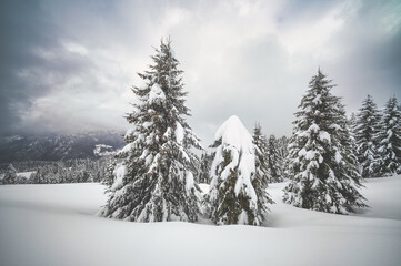 Snow covered trees in snowy winter