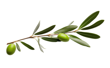 Olive Branch With Green Olives And Fresh Leaves On White Background