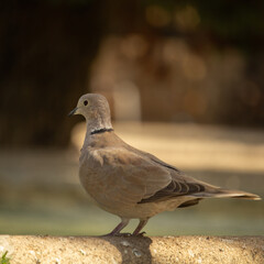 Eurasian Collared Dove also known as turtledove
