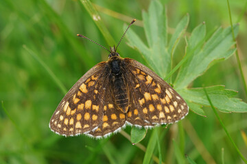 Obraz premium Closeup on a European heath fritillary butterfly, Melitaea athalia