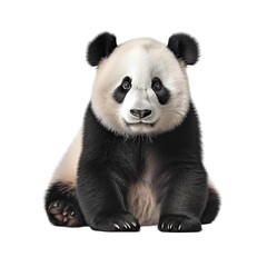 Naklejka premium Cute Baby Panda Sitting On A White Background