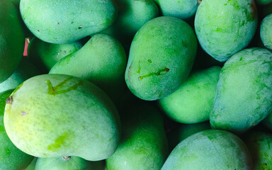 Close-up of a pile of fresh green mangoes. Tropical mangoes freshly picked from the garden.
