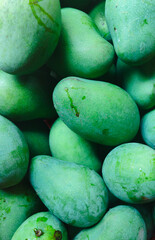 Close-up of a pile of fresh green mangoes. Tropical mangoes freshly picked from the garden.