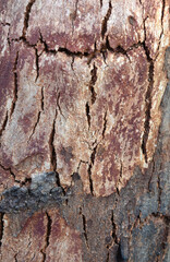 Eucalyptus tree bark texture, Bark of eucalyptus tree, seamless texture, a eucalyptus tree bark texture background image