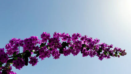 Branch of bougainvillea tree pink purple blossom on blue sky