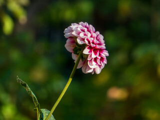 A pink and white flower with a green stem