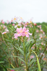 Nerium oleander in bloom, Pink siplicity bunch of flowers and green leaves on branches, Nerium Oleander shrub Pink flowers, ornamental shrub branches in daylight, bunch of flowers closeup