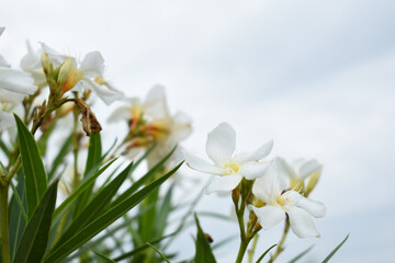 Nerium oleander in bloom, White siplicity bunch of flowers and green leaves on branches, Nerium...