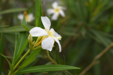 Nerium oleander in bloom, White siplicity bunch of flowers and green leaves on branches, Nerium Oleander shrub white flowers, ornamental shrub branches in daylight, bunch of flowers closeup