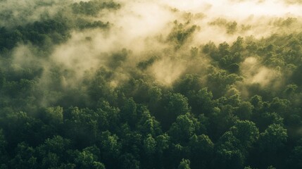 Fototapeta premium Misty Dawn in a Lush Forest, steam gently enveloping vibrant greenery, creating an enchanting atmosphere where nature and tranquility unite at the break of day