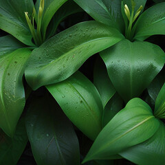 Obraz premium Lily leaves, Best Website Background, Hd Background, Background For Computers Wallpaper 