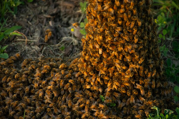 A Swarm of Honey Bees Gathers on the Small Tree and Grass