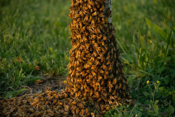 A Swarm of Honey Bees Gathers on the Small Tree and Grass