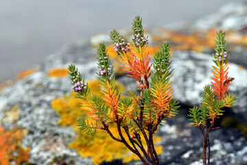 Flowers and leaves of the heather Calluna vulgaris