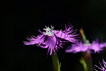 Pink flowers of the fringed pink (Dianthus hyssopifolius)