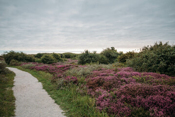 Landscape with a path running through a heather field