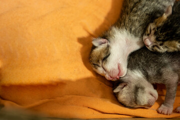 Two newborn kittens sleeping closely together on a soft orange blanket, capturing the innocence and warmth of early life. Ideal for pet, animal care, and cute moment concepts.