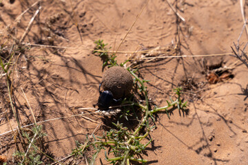 A bug is sitting on a small rock in the desert