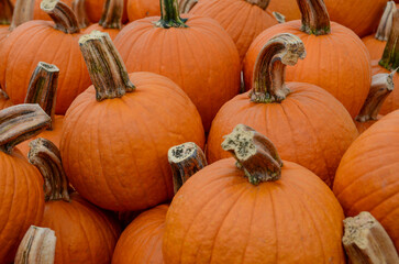 Perfect Endless Autumn Pumpkin Patch