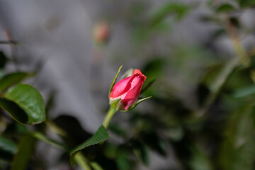 Red rosebud on a green stem with blurred background