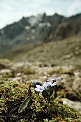Vibrant mountain flowers blooming in the springtime mountain landscape
